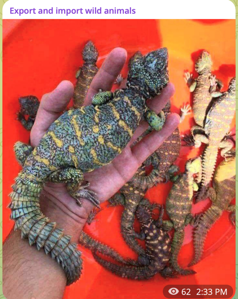 Export and import wild animals